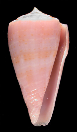 Conus ignotus  Cargile, 1998 Primary Type Image