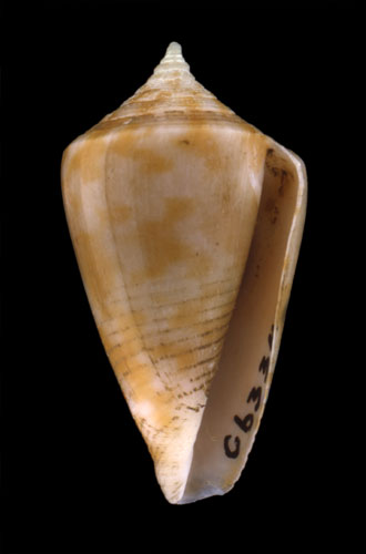 Leptoconus illawarra  Garrard, 1961 Primary Type Image