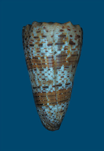 Conus imperialis  Linnaeus, 1758 Primary Type Image