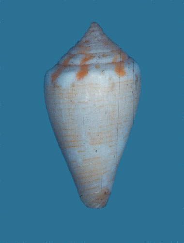 Conus inaequalis  Reeve, 1849 Primary Type Image