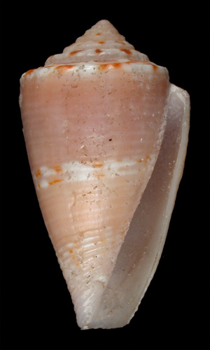 Conus inconstans  Smith, 1877 Primary Type Image