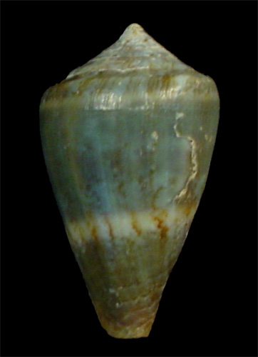 Conus infinitus  Rolán, 1990 Primary Type Image