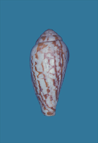 Conus informis  Hwass in Bruguière, 1792 Primary Type Image