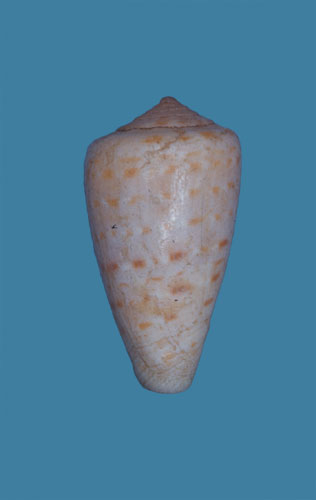 Conus infrenatus  Reeve, 1848 Primary Type Image