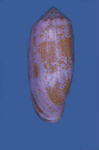 Conus intermedius  Reeve, 1843 Primary Type Image