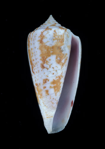 Conus iodostoma  Reeve, 1843 Primary Type Image