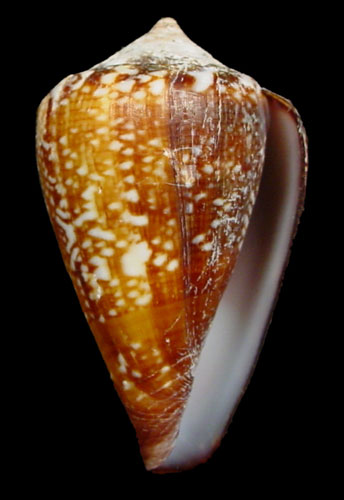 Conus isabelarum  Tenorio, M. J. and Afonso, M. L., 2004 Primary Type Image