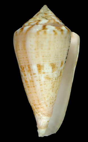 Conus juliae  Clench, 1942 Primary Type Image