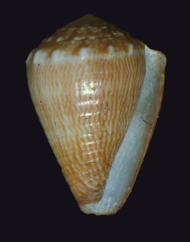 Conus kahiko  Kohn, 1980 Primary Type Image