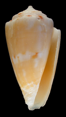 Conus kalafuti  da Motta, 1987 Primary Type Image