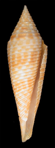 Conus kantanganus  da Motta, 1982 Primary Type Image