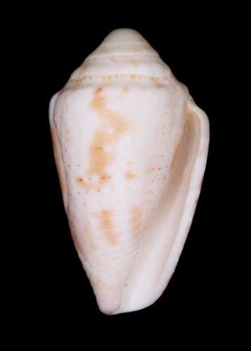 Conus karinae  Nowell-Usticke, 1968 Primary Type Image