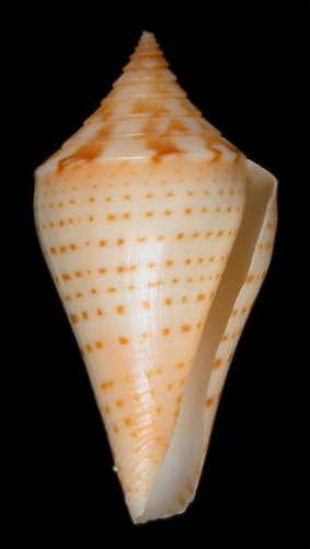 Conus kerstitchi  Walls, 1978 Primary Type Image