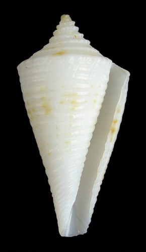 Conus kevani  Petuch, 1987 Primary Type Image