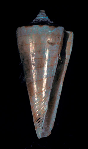 Rhizoconus kimioi  Habe, 1965 Paratype Image