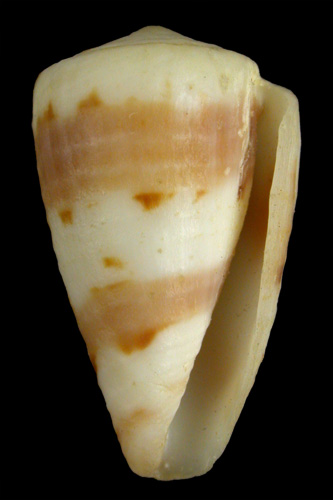 Conus kirkandersi  Petuch, 1987 Primary Type Image