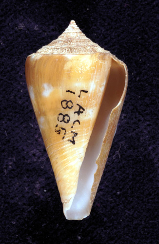 Conus kohni  McLean & Nybakken, 1979 Primary Type Image