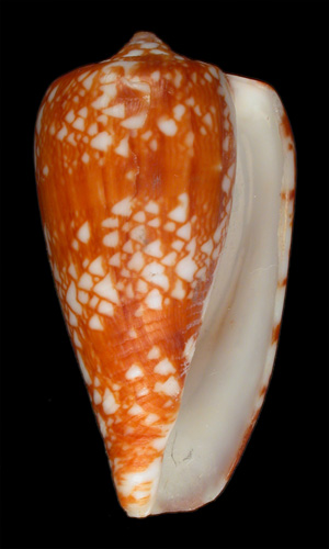 Conus kongaensis  da Motta, 1984 Primary Type Image