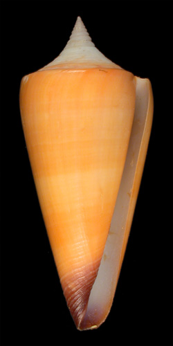 Conus krabiensis  da Motta, 1982 Primary Type Image