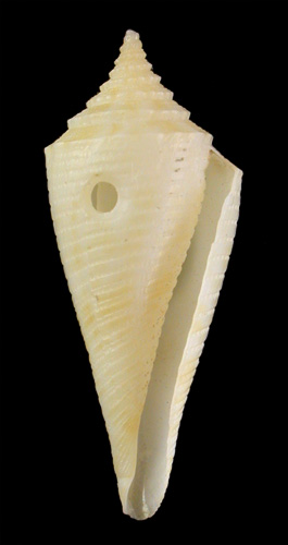 Conus kremerorum  Petuch, 1988 Primary Type Image