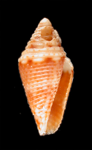 Conus (Lilliconus) kuiperi  Moolenbeek, 2006 Primary Type Image