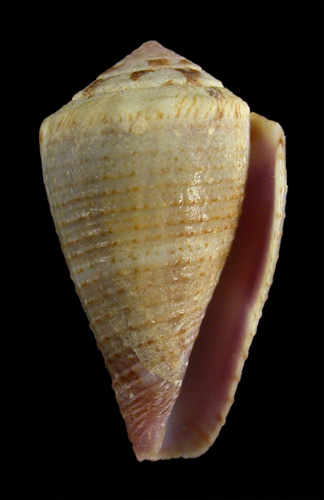 Conus kulkulcan  Petuch, 1980 Primary Type Image