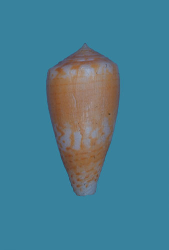 Conus lachrymosus  Reeve, 1849 Primary Type Image