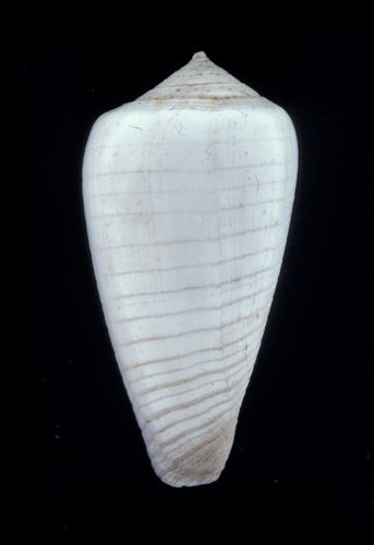 Conus lacteus  Lamarck, 1810 Primary Type Image