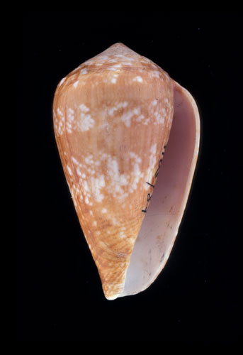 Conus lamarckii  Kiener, 1847 Primary Type Image