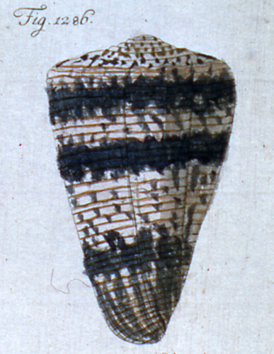 Conus lapideus  Holten, 1802 Representation of Lectotype Image