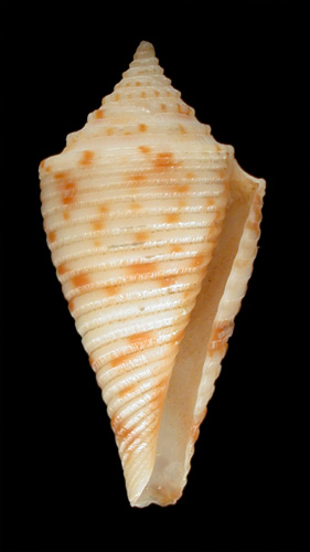 Conus lapulapui  da Motta & Martin, 1982 Primary Type Image