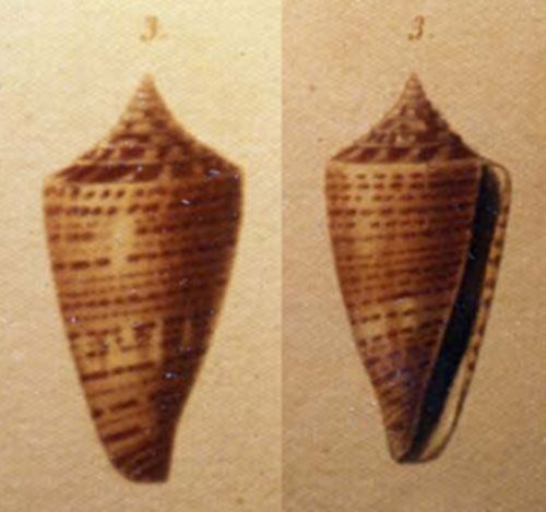 Conus largillierti  Kiener, 1847 Original Figure Image