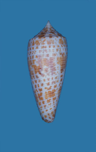 Conus laterculatus  Sowerby, 1870 Primary Type Image