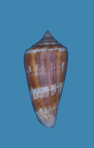 Conus latifasciatus  Sowerby ii, 1858 Primary Type Image