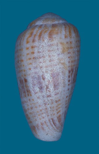 Conus lautus  Reeve, 1844 Primary Type Image