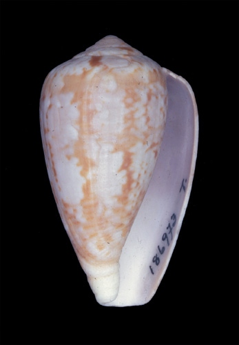 Conus lavendulus  Bartsch, 1915 Primary Type Image