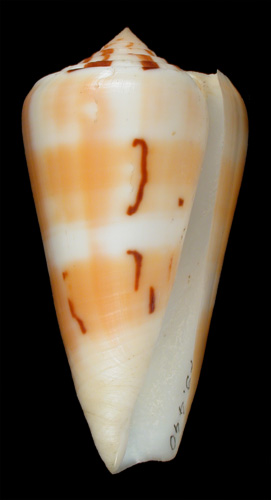 Conus leehmani  Röckel & da Motta, 1979 Primary Type Image