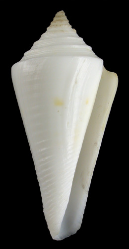 Conus leekremeri  Petuch, 1987 Primary Type Image