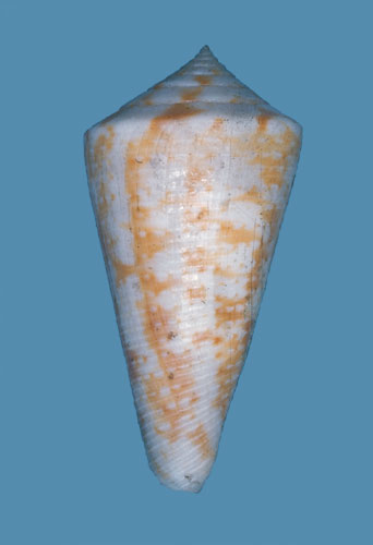 Conus lemniscatus  Reeve, 1849 Primary Type Image