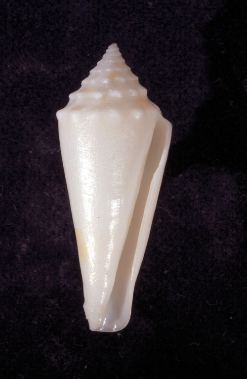 Conus lenhilli  Cargile, 1998 Primary Type Image