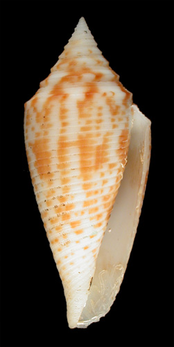 Conus leobrerai  da Motta & Martin, 1982 Primary Type Image