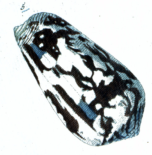 Conus leoninus  [Lightfoot], 1786 Representation of Lectotype Image