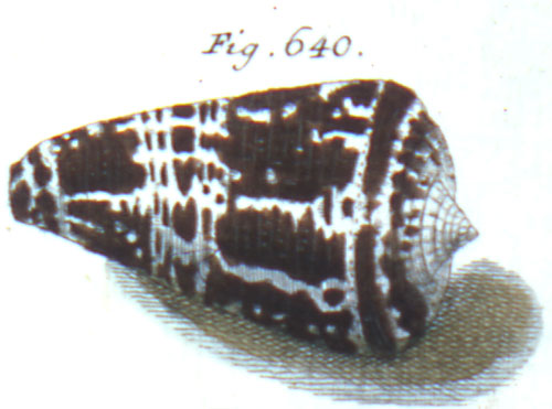 Cucullus leoninus  Röding, 1798 Representation of Lectotype Image