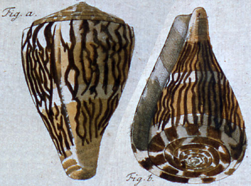 Conus leopardus  Dillwyn, 1817 Representation of Lectotype Image