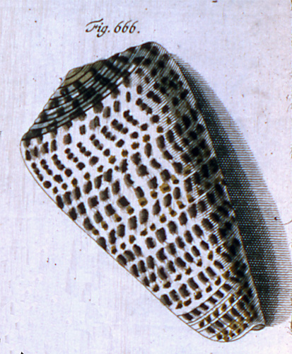 Cucullus leopardus  Röding, 1798 Representation of Lectotype Image