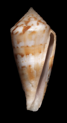 Conus (Floraconus) lightbourni  Petuch, 1986 Primary Type Image