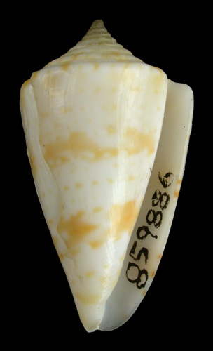 Conus lindae  Petuch, 1987 Primary Type Image