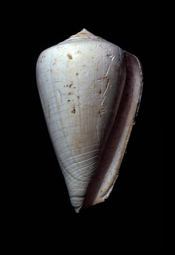 Conus lineatus  Borson, 1820 Primary Type Image