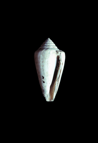 Conus lineatus  Cristofori & Jan, 1832 Primary Type Image