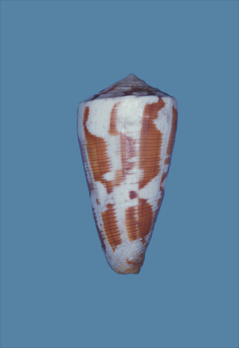 Conus lineatus  Hwass in Bruguière, 1792 Primary Type Image